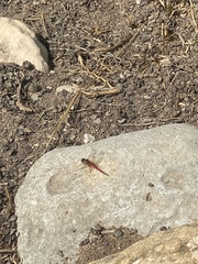 Sympetrum fonscolombii