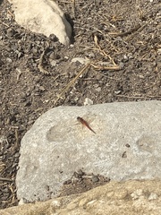 Sympetrum fonscolombii