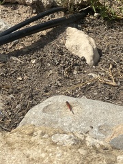 Sympetrum fonscolombii
