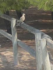 Streptopelia decaocto