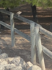 Streptopelia decaocto