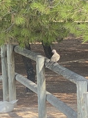 Streptopelia decaocto