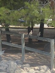 Streptopelia decaocto