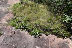Ledebouria asperifolia