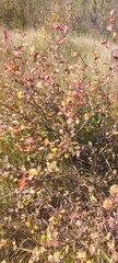 Betula nana