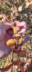 Betula nana