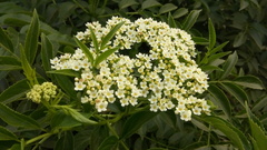 Sambucus australis
