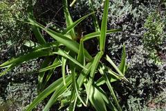 Ledebouria asperifolia