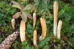 Trichoderma nybergianum