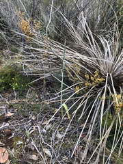 Thelymitra grandiflora
