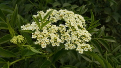 Sambucus australis
