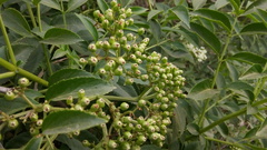 Sambucus australis