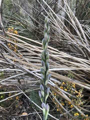 Thelymitra grandiflora
