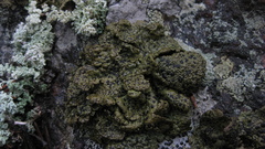 Umbilicaria hyperborea