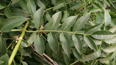Sambucus australis