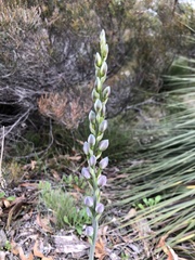 Thelymitra grandiflora