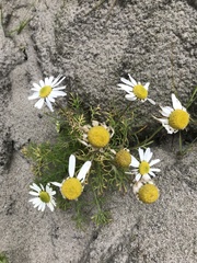 Tripleurospermum subpolare