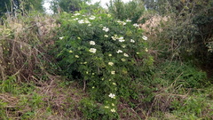 Sambucus australis