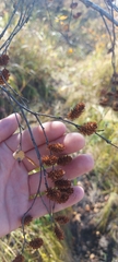 Betula nana