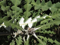 Banksia speciosa