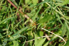 Ampittia dioscorides