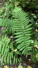 Dryopteris filix-mas