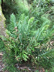 Polystichum integripinnum
