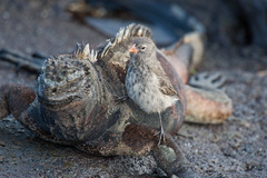 Small Ground Finch photo 3