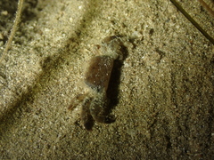 Asthenognathus atlanticus