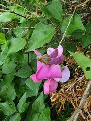 Dipogon lignosus