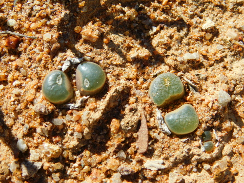 Ophthalmophyllum