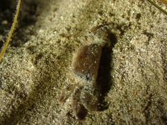 Asthenognathus atlanticus