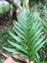 Polystichum integripinnum