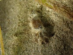 Asthenognathus atlanticus