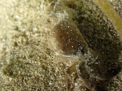 Asthenognathus atlanticus