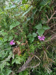 Dipogon lignosus