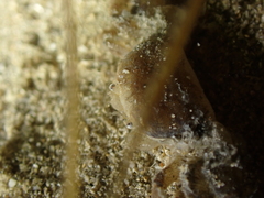 Asthenognathus atlanticus