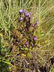 Gentianella auriculata