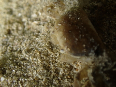 Asthenognathus atlanticus