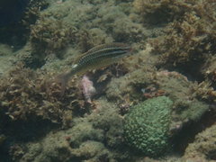 Parupeneus ciliatus