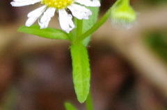 Erigeron