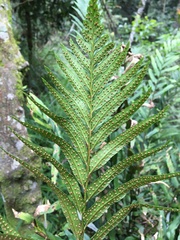 Polystichum integripinnum