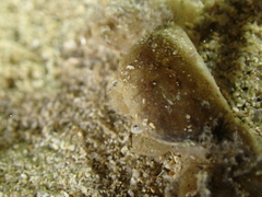 Asthenognathus atlanticus