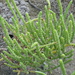 Dwarf Glasswort - Photo (c) Anna Armitage, some rights reserved (CC BY-NC-ND)