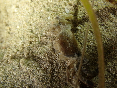 Asthenognathus atlanticus