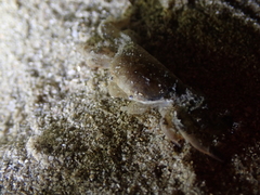 Asthenognathus atlanticus