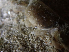 Asthenognathus atlanticus