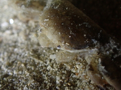 Asthenognathus atlanticus