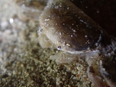 Asthenognathus atlanticus