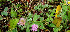 Trifolium pratense